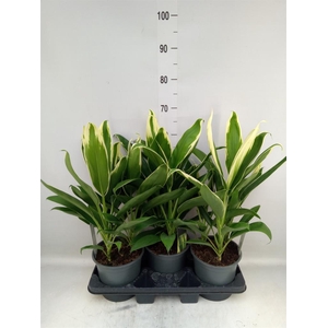 Cordyline fruti. 'Conga'