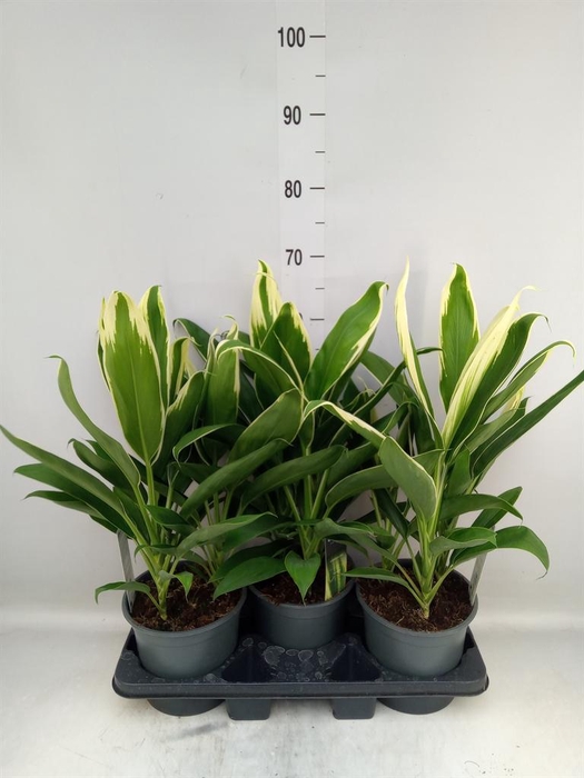 <h4>Cordyline fruti. 'Conga'</h4>