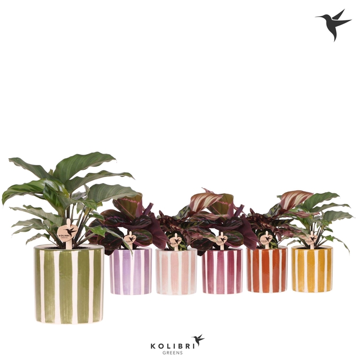 <h4>Kolibri Greens Calathea mix in Painted Stripe pot mix</h4>