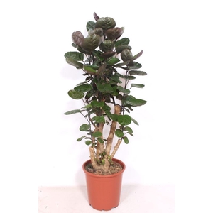 Polyscias Fabian
