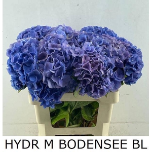 HYDR M BODENSEE BL