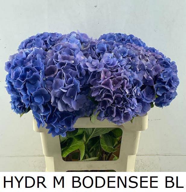 <h4>HYDR M BODENSEE BL</h4>