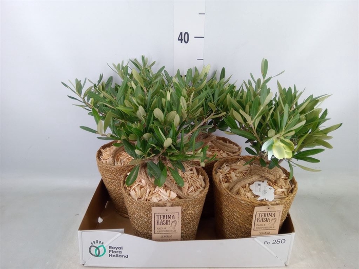 <h4>Arr.   Tuinplanten H%</h4>