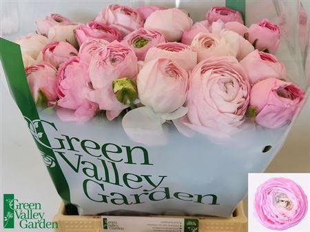 <h4>Ran Nl. Am Marshmallow Super</h4>