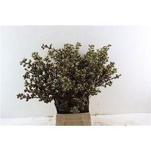 EUCA TORRILIANA 60CM PER BUNCH 5 ST#*