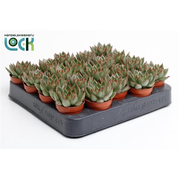 <h4>Echeveria Agavoides</h4>