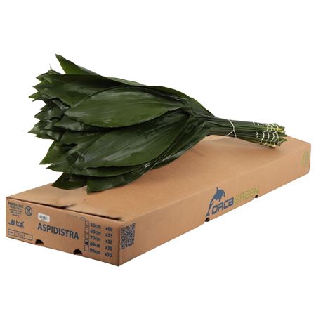 <h4>ASPIDISTRA ORCA</h4>