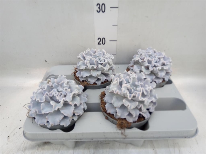 <h4>Echeveria ...</h4>