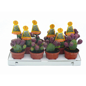 Opuntia