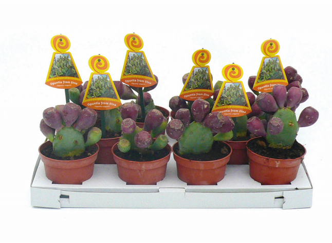 <h4>Opuntia</h4>