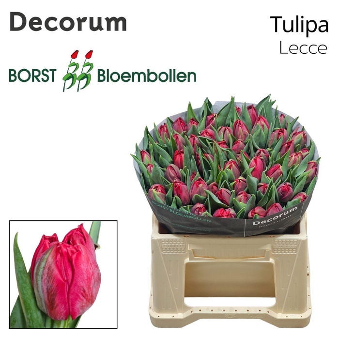 <h4>Tu Du Lecce</h4>