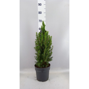 Picea glauca 'Conica'
