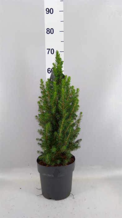 <h4>Picea glauca 'Conica'</h4>