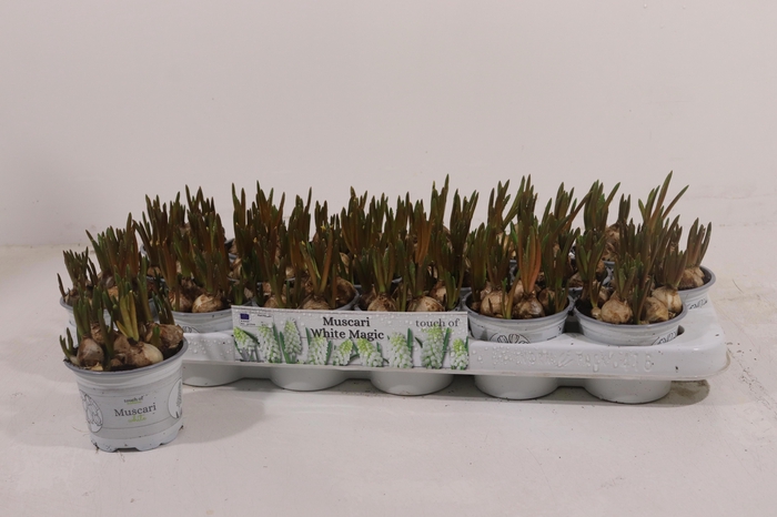 <h4>MUSCAR WHITE MAGIC</h4>