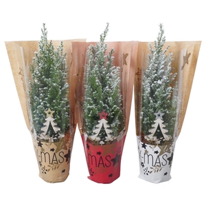 PTK25106 Ellwoodii met sneeuw, kersthoes en decoratie