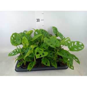 Monstera obliqua 'Monkey Mask'