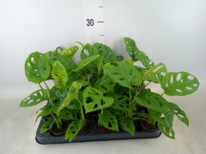 <h4>Monstera obliqua 'Monkey Mask'</h4>