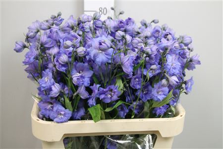 <h4>Delph Du Blue Power</h4>