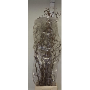 CORYLUS AVELLANA 'CONTORTA'