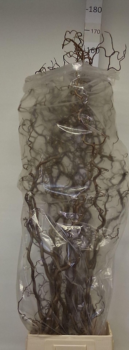 <h4>CORYLUS AVELLANA 'CONTORTA'</h4>