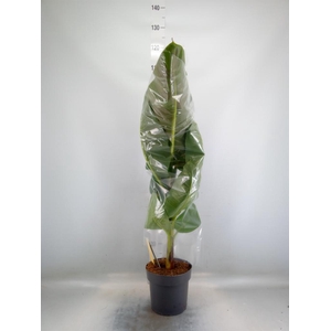 Musa  'Dwarf Cavendish'