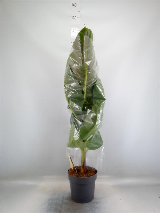 <h4>Musa  'Dwarf Cavendish'</h4>