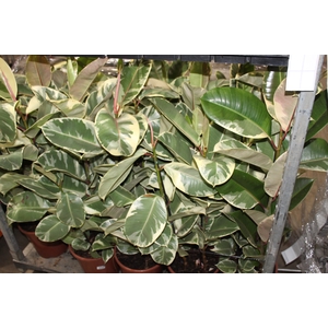 FICUS ELASTICA TINEKE P24