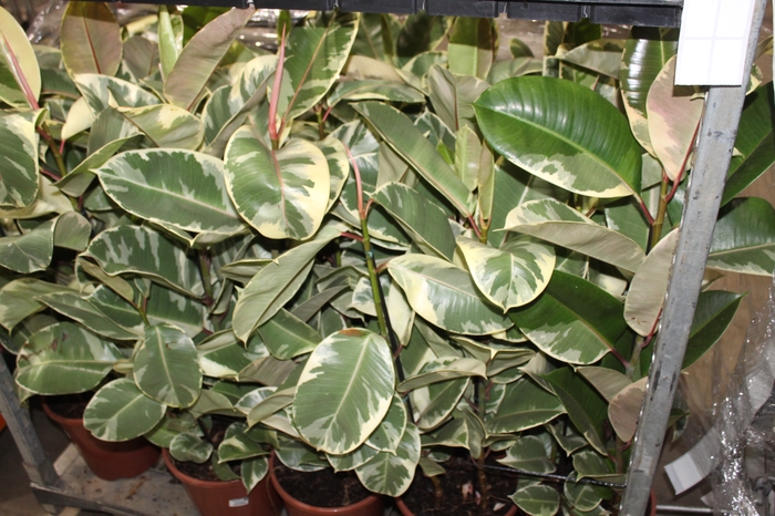 <h4>FICUS ELASTICA TINEKE P24</h4>