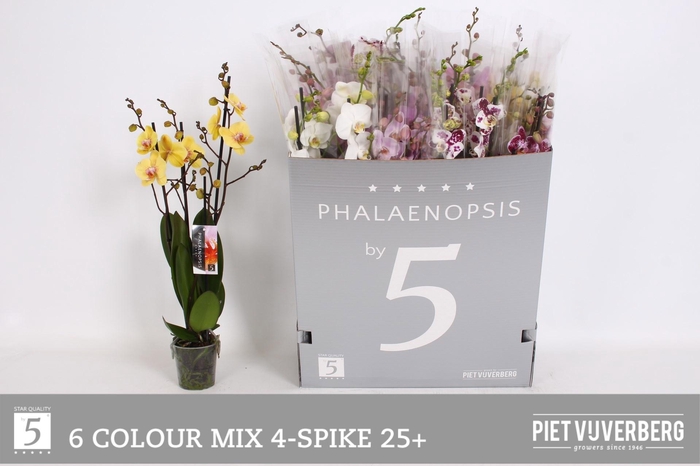 <h4>PHAL GEM 6 KL</h4>