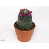Mammillaria Un Pico Cristata