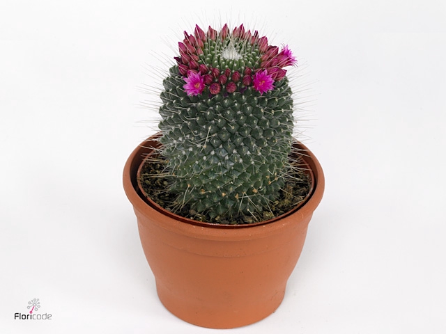 Mammillaria Un Pico Cristata