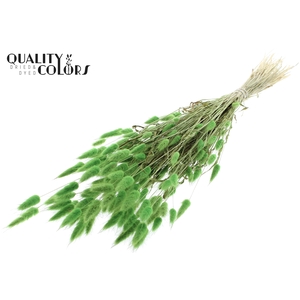 Lagurus per bunch Light Green