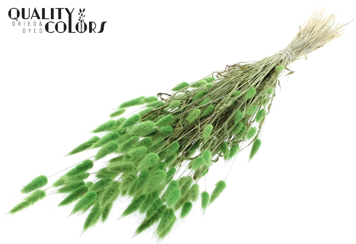 <h4>Lagurus per bunch Light Green</h4>