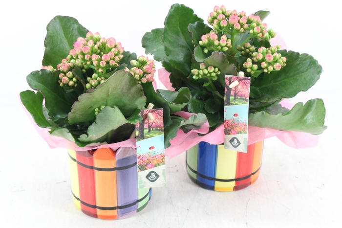 <h4>arr2 JS - Ker. Chalk mix pot - roze</h4>