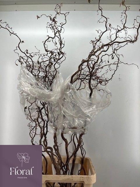 <h4>CORYL AV CONTORTA</h4>