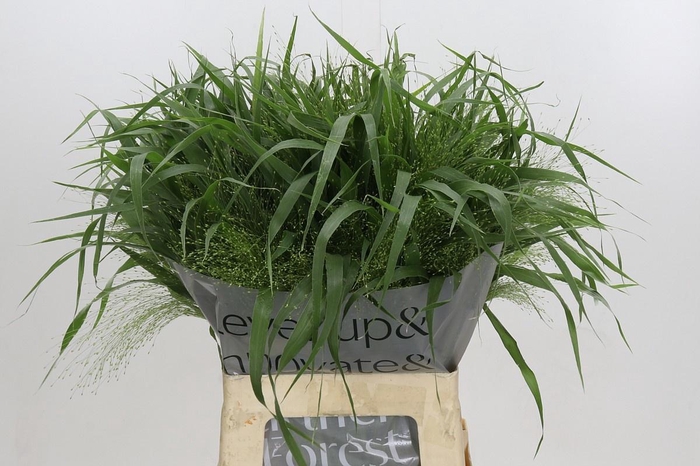 <h4>PANIC VI FONTAINE</h4>