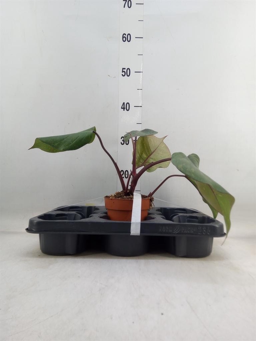 <h4>Philodendron   ...</h4>