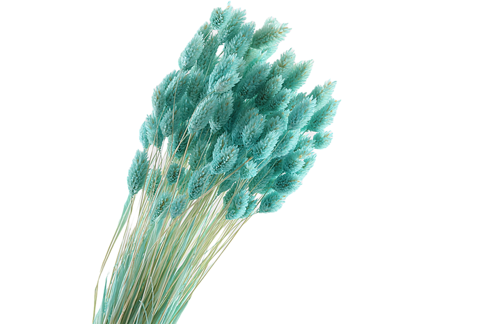 <h4>Phalaris Mint</h4>