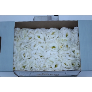 LISIANTHUS FLOR BRANCO