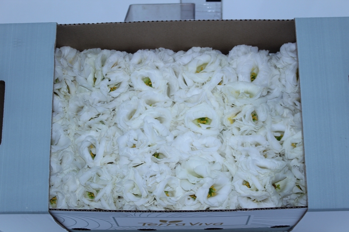 LISIANTHUS FLOR BRANCO
