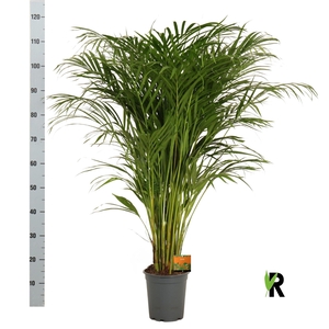 DYPSIS LUTESCENS