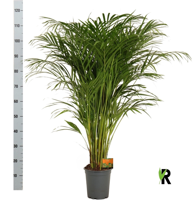 <h4>DYPSIS LUTESCENS</h4>