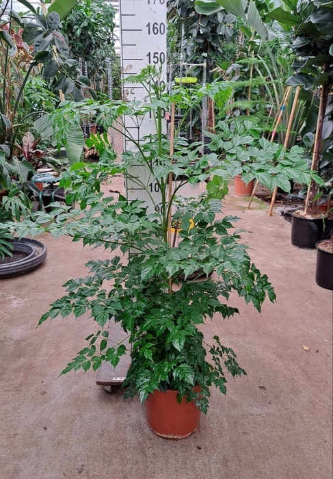 <h4>Radermachera sinica</h4>