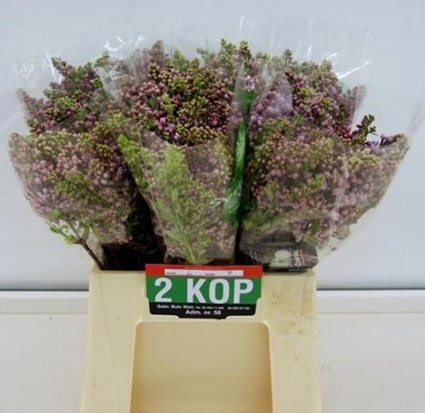 <h4>SYR V R V HORSTENST</h4>