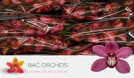 <h4>Cymb T Red Dream</h4>