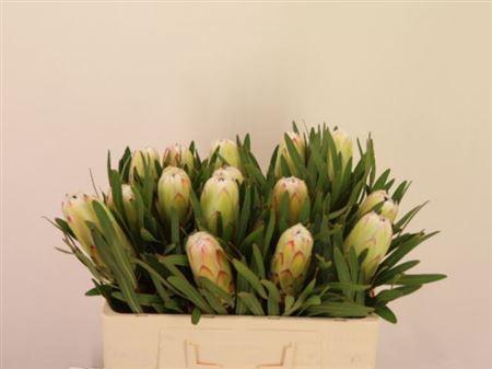 <h4>Protea White Night</h4>