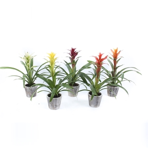 Guzmania mix in Houten pot Woody