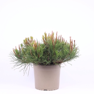 Pinus mugo subsp. mugo