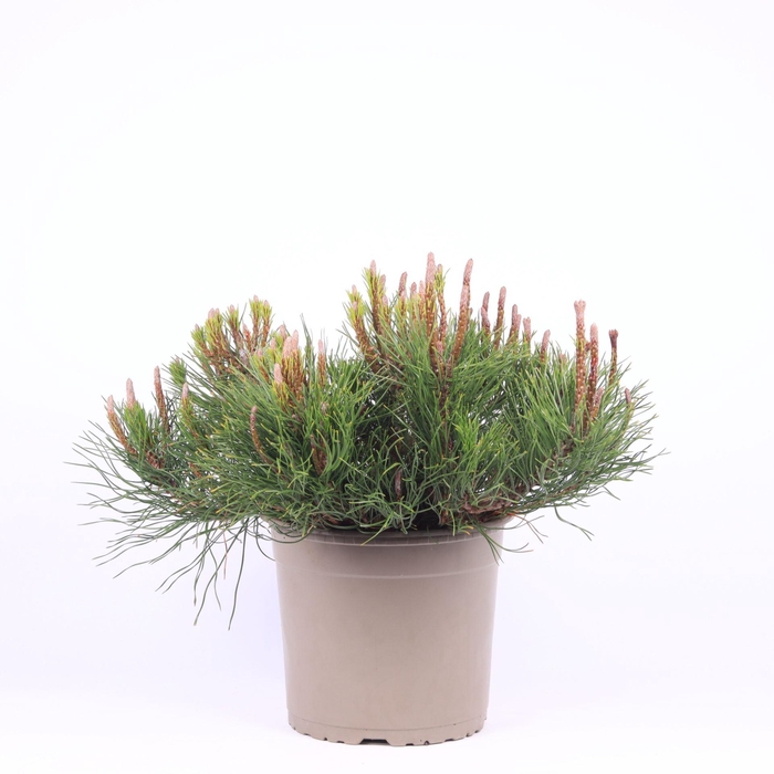 <h4>Pinus mugo subsp. mugo</h4>