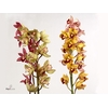 Cymbidium Mini Autumn Mix X10 Leekade